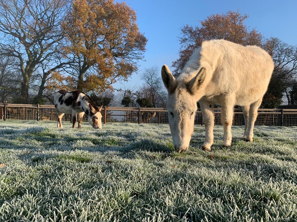 Seasonal opening times Mini Meadows Childrens Farm Northampton