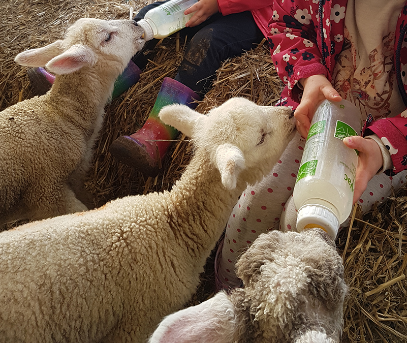 lamb-bottle-feeding-mini-meadows-childrens-farm-northampton