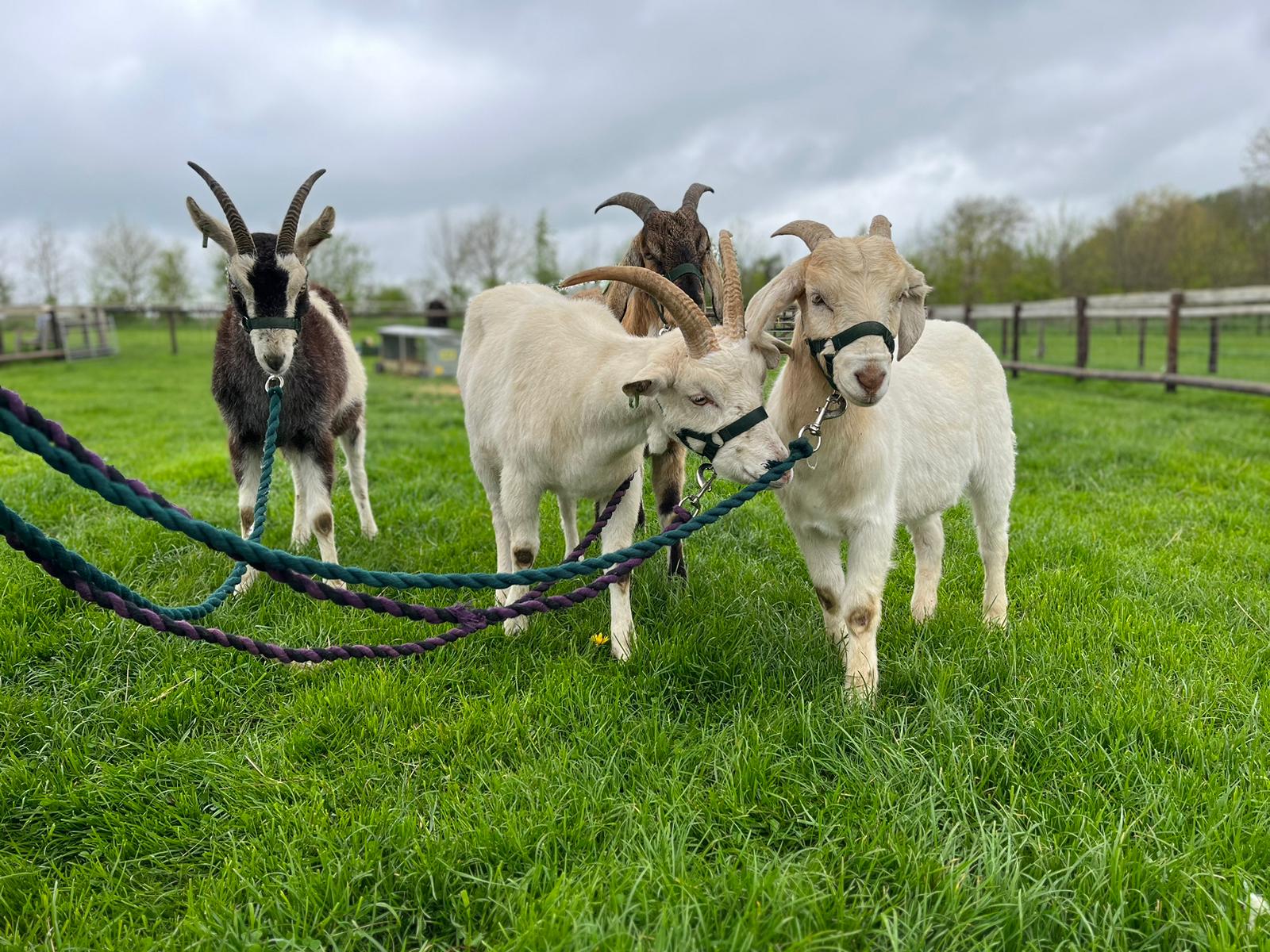 Goat Walking Mini Meadows Childrens Farm Northampton
