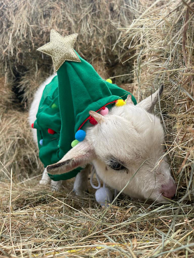 christmas 7 Mini Meadows Childrens Farm Northampton