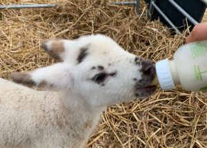Lamb Bottle Feeding Experience