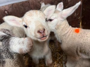 Lamb Meet and Greet